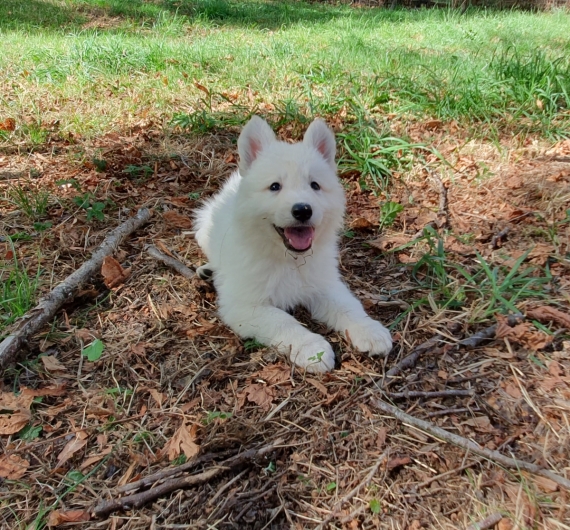 Petite femelle Berger Blanc Suisse née le 29/07/2026 est proposée – vendue 1900 €.