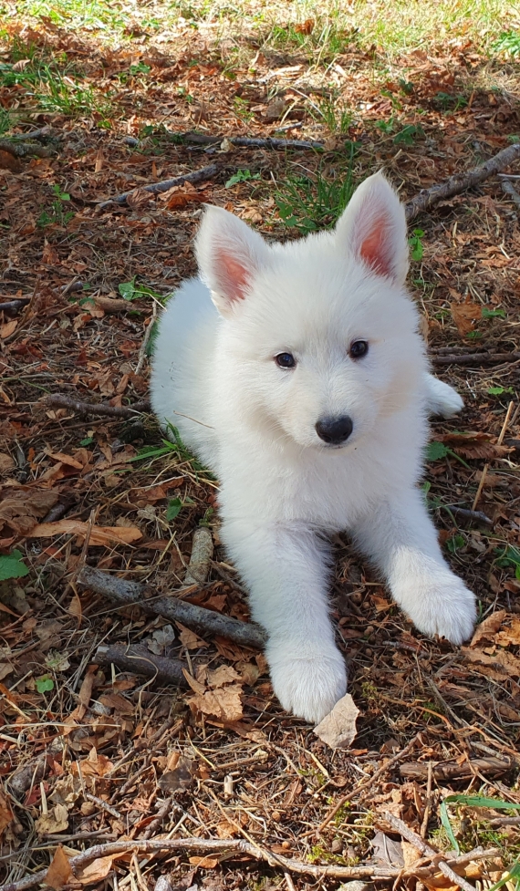 Petit mâle Berger Blanc Suisse né le 29/07/2026 est proposé – vendu 1800 €.