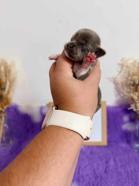 Petite femelle Chihuahua née le 04/09/2026 est proposée – vendue 1060 €.