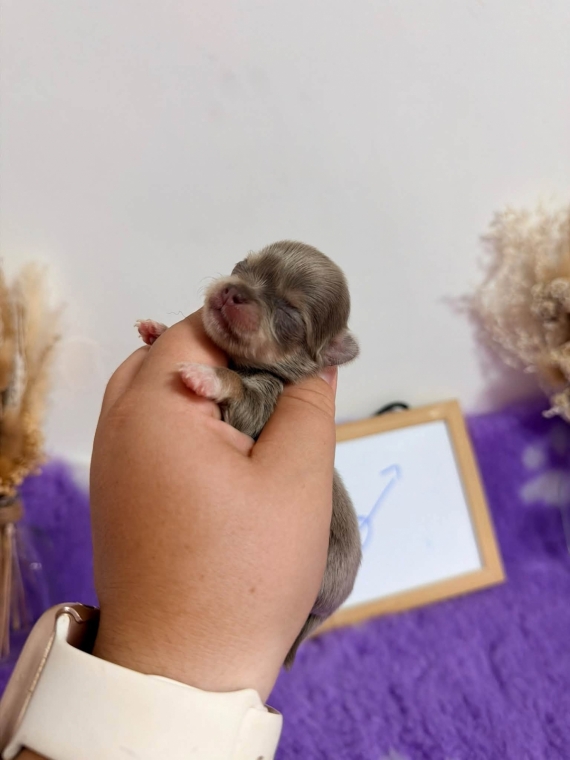 Petit mâle Chihuahua né le 04/09/2026 est proposé – vendu 1060 €.