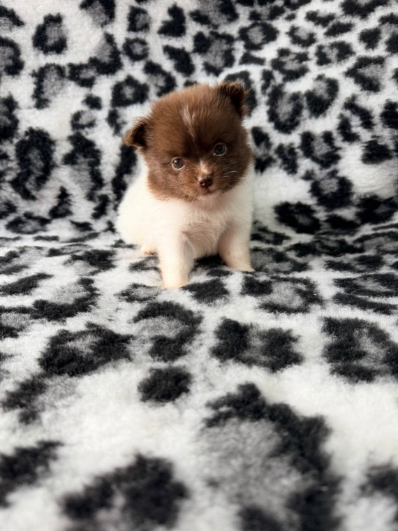 Petite femelle Chihuahua née le 18/08/2026 est proposée – vendue 1060 €.