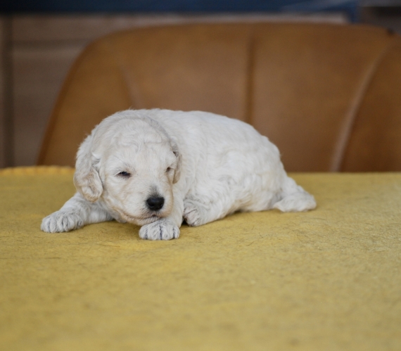 Petite femelle Caniche née le 25/08/2026 est proposée – vendue 1500 €.