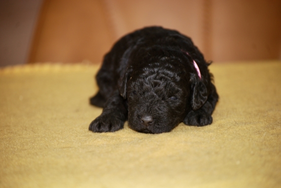 Petite femelle Caniche née le 25/08/2026 est proposée – vendue 1500 €.