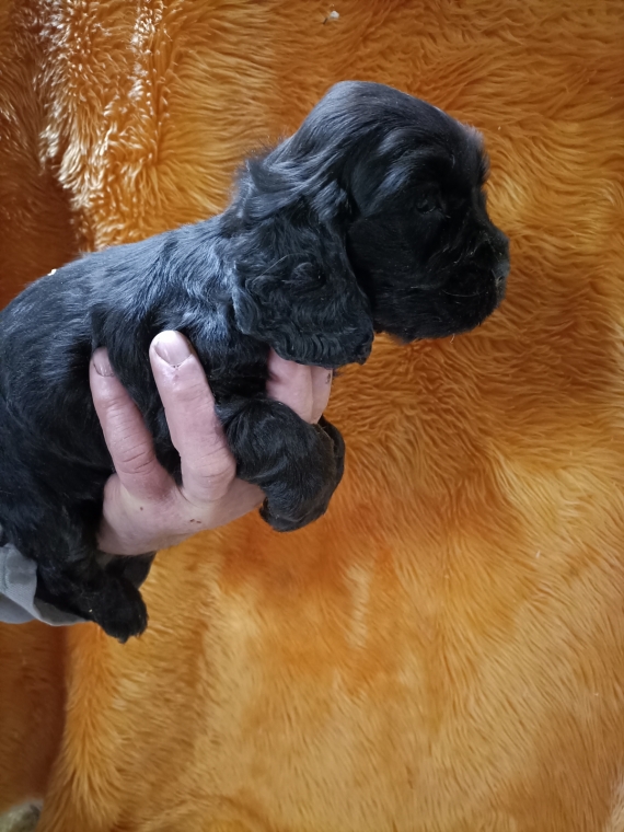 Petite femelle Cocker Anglais (Spaniel) n�e le 30/08/2026 est propos�e � vendue 1600 �.