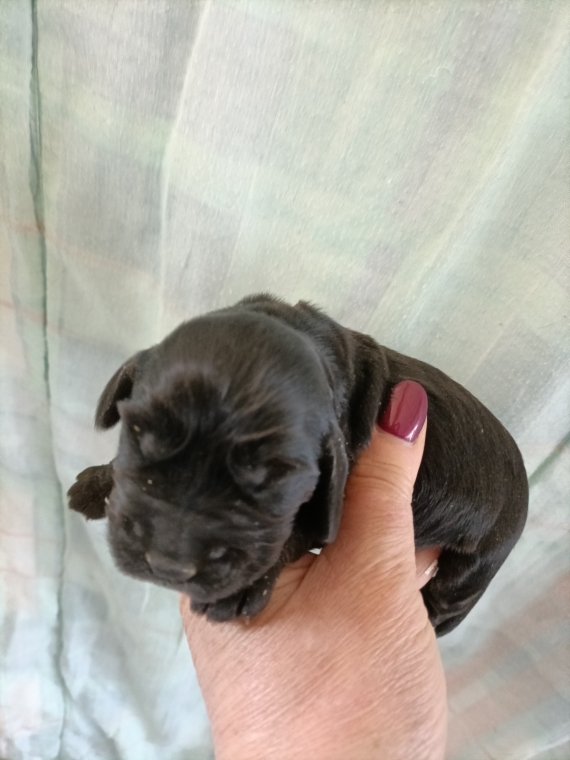 Petit mâle Cocker Anglais (Spaniel) né le 02/09/2026 est proposé – vendu 1600 €.