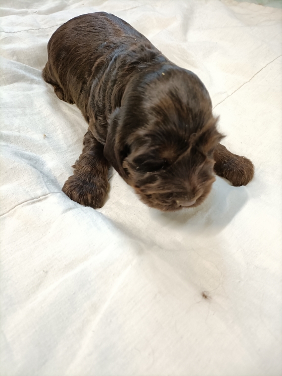 Petit mâle Cocker Anglais (Spaniel) né le 02/09/2026 est proposé – vendu 1600 €.