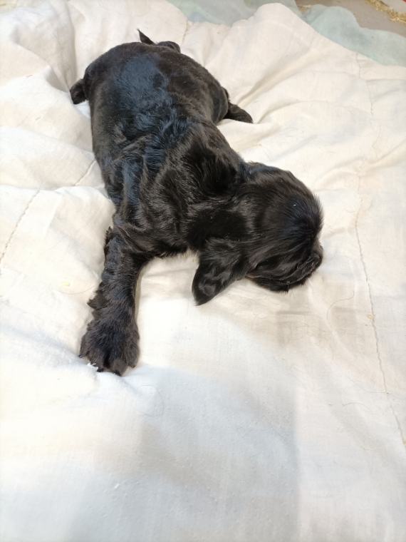 Petite femelle Cocker Anglais (Spaniel) née le 02/09/2026 est proposée – vendue 1600 €.