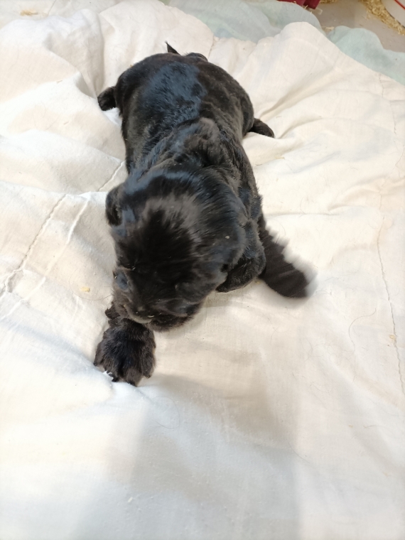 Petite femelle Cocker Anglais (Spaniel) n�e le 02/09/2026 est propos�e � vendue 1600 �.