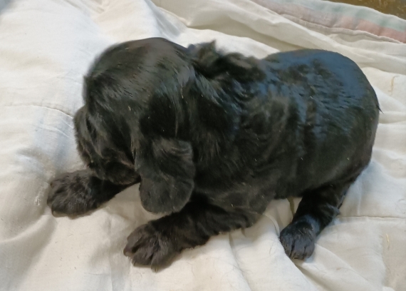 Petite femelle Cocker Anglais (Spaniel) née le 02/09/2026 est proposée – vendue 1600 €.