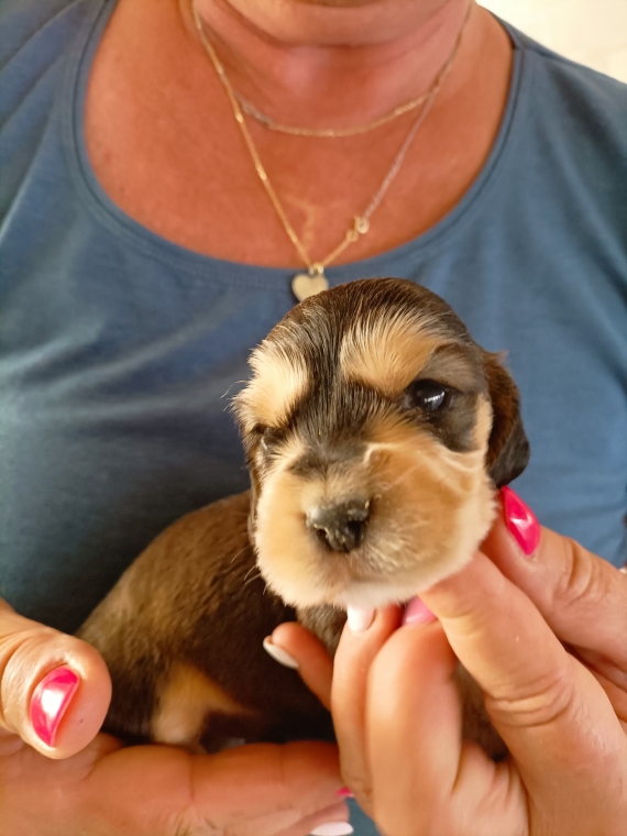 Petite femelle Cocker Anglais (Spaniel) n�e le 02/09/2026 est propos�e � vendue 1700 �.