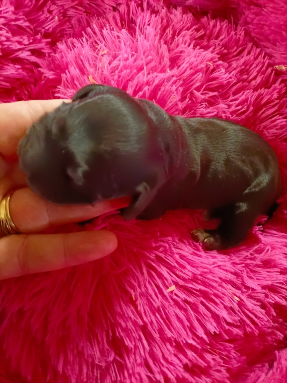 Petite femelle Cocker Anglais (Spaniel) n�e le 30/08/2026 est propos�e � vendue 1600 �.