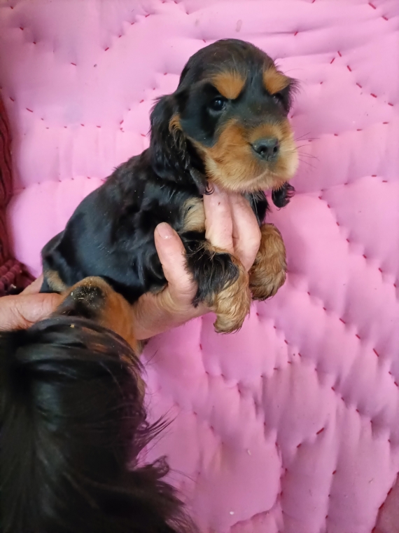 Petit mâle Cocker Anglais (Spaniel) né le 30/08/2026 est proposé – vendu 1600 €.