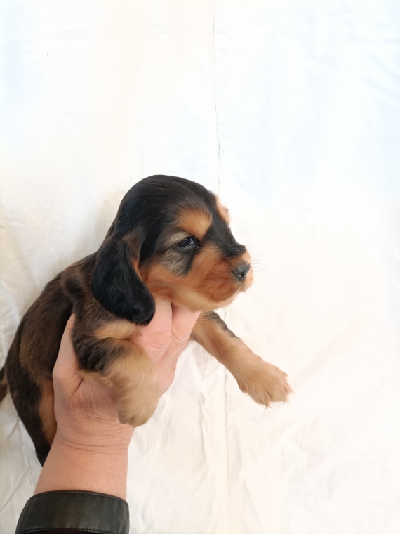 Petit m�le Cocker Anglais (Spaniel) n� le 30/08/2026 est propos� � vendu 1600 �.