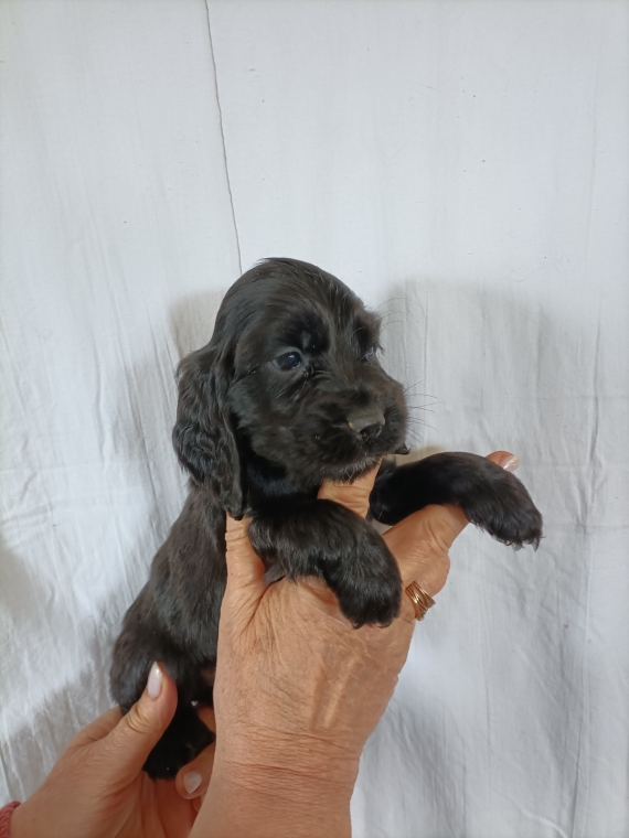 Petite femelle Cocker Anglais (Spaniel) née le 08/08/2026 est proposée – vendue 1600 €.