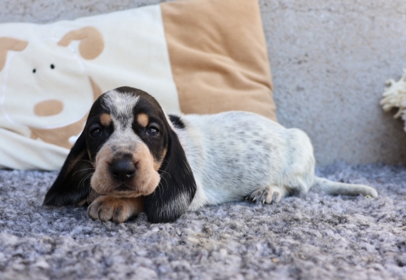 Petit mâle Basset Bleu de Gascogne né le 30/08/2026 est proposé – vendu 850 €.