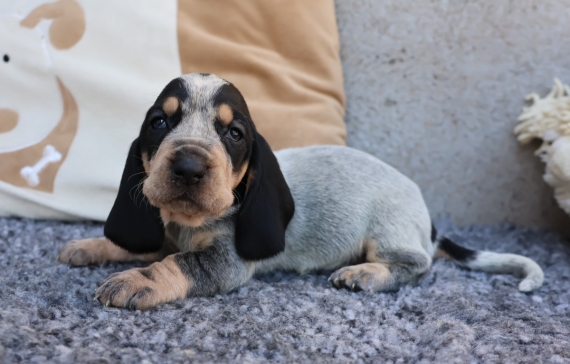 Petit mâle Basset Bleu de Gascogne né le 30/08/2026 est proposé – vendu 850 €.