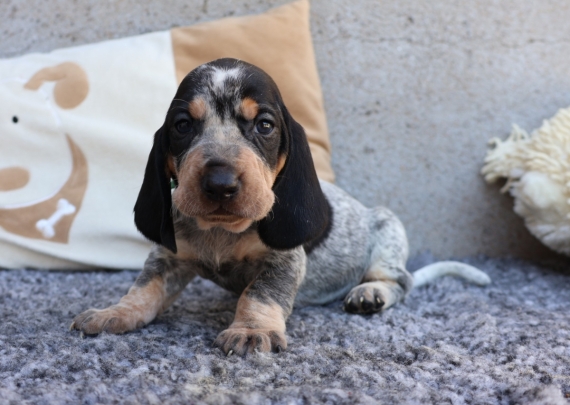 Petit mâle Basset Bleu de Gascogne né le 30/08/2026 est proposé – vendu 850 €.