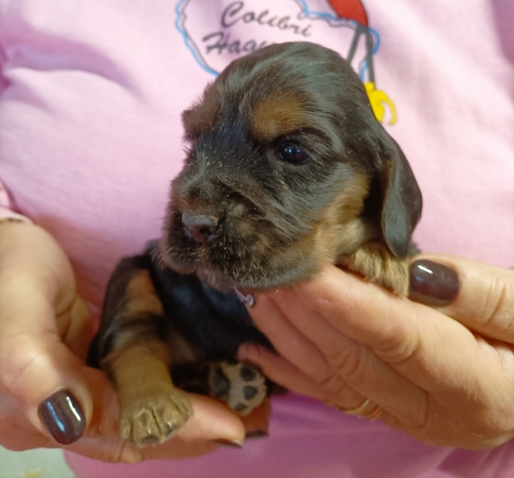 Petite femelle Cocker Anglais (Spaniel) n�e le 30/08/2026 est propos�e � vendue 1700 �.