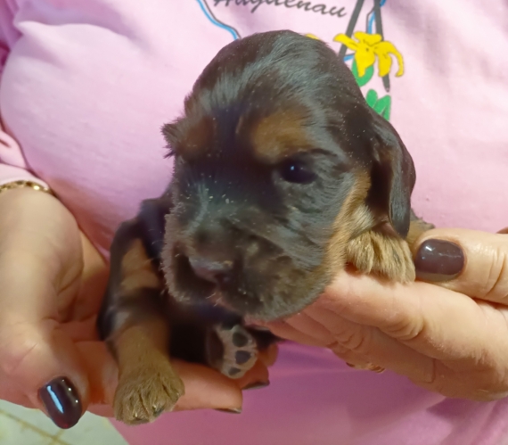 Petite femelle Cocker Anglais (Spaniel) née le 04/09/2026 est proposée – vendue 1700 €.