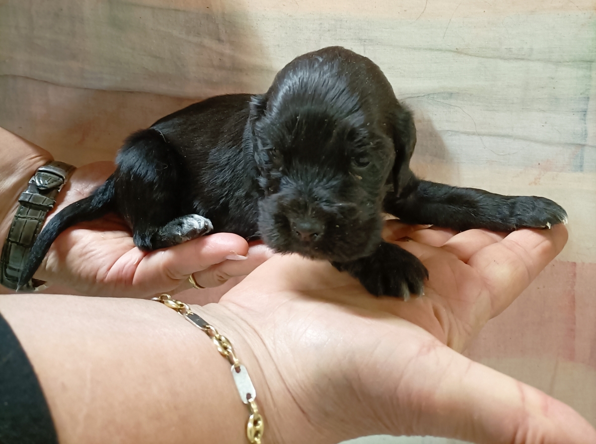 Petite femelle Cocker Anglais (Spaniel) n�e le 30/08/2026 est propos�e � vendue 1600 �.