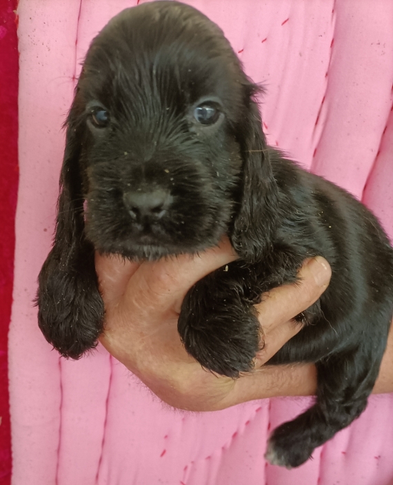 Petit m�le Cocker Anglais (Spaniel) n� le 30/08/2026 est propos� � vendu 1600 �.