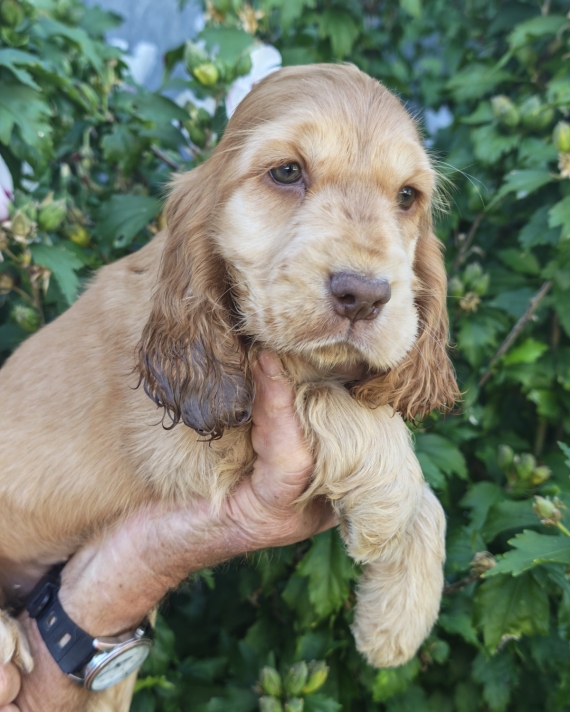 Petite femelle Cocker Anglais (Spaniel) n�e le 14/07/2026 est propos�e � vendue 1700 �.