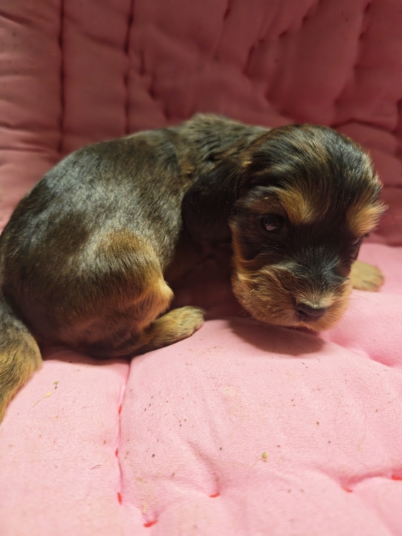 Petit m�le Cocker Anglais (Spaniel) n� le 02/09/2026 est propos� � vendu 1700 �.