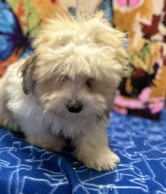 Petit mâle Coton de Tulear né le 19/06/2026 est proposé – vendu 1080 €.