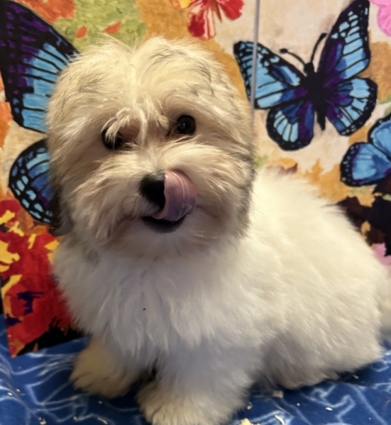 Petit mâle Coton de Tulear né le 19/06/2026 est proposé – vendu 1080 €.