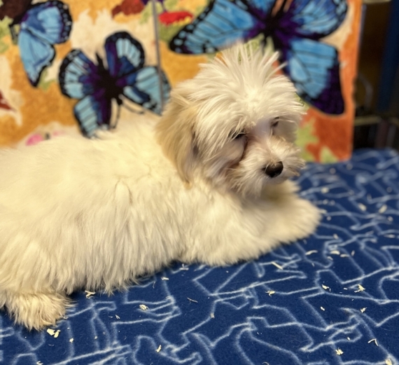 Petite femelle Coton de Tulear née le 19/06/2026 est proposée – vendue 1180 €.