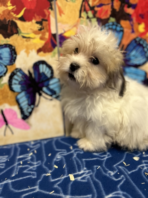 Petit mâle Coton de Tulear né le 19/06/2026 est proposé – vendu 1080 €.