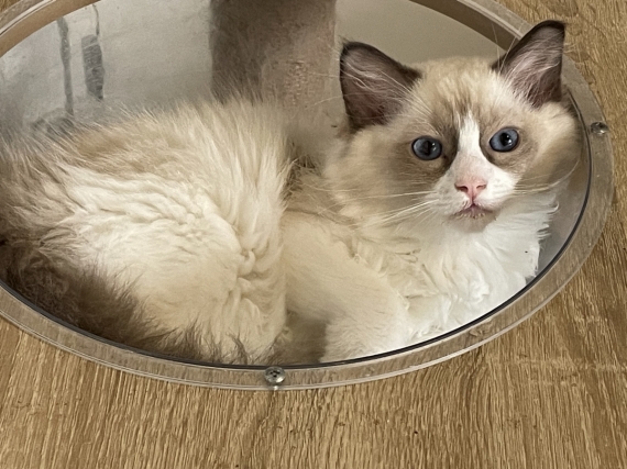 Petit mâle Ragdoll né le 19/05/2026 est proposé – vendu 1300 €.
