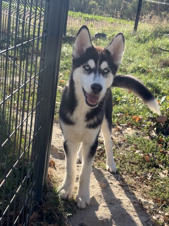 Petite femelle Husky Sibérien née le 15/05/2026 est proposée – vendue 550 €.