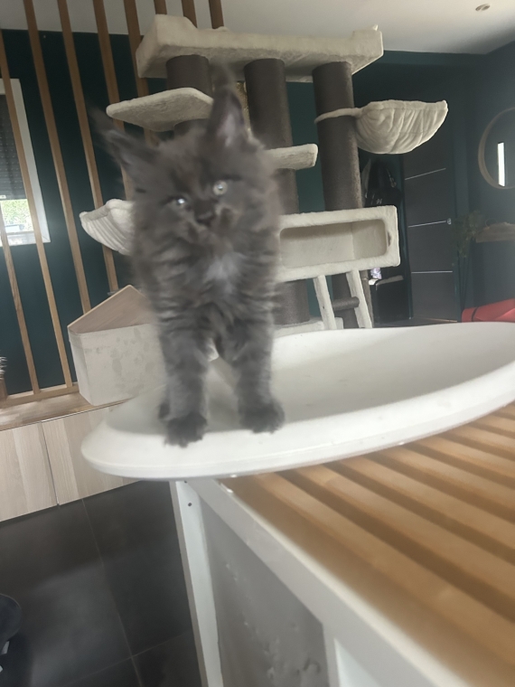 Petit mâle Maine Coon né le 27/07/2026 est proposé – vendu 1200 €.