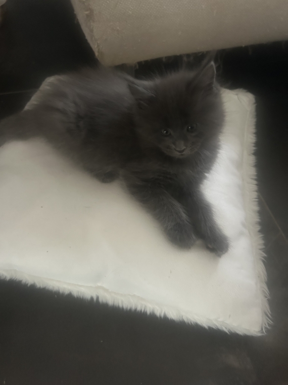Petit mâle Maine Coon né le 27/07/2026 est proposé – vendu 1200 €.