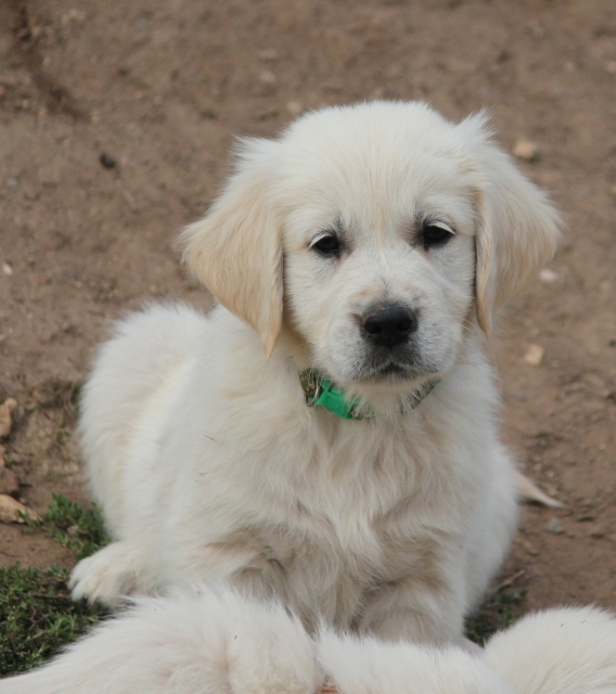 Petit mâle Golden Retriever né le 12/07/2026 est proposé – vendu 1300 €.