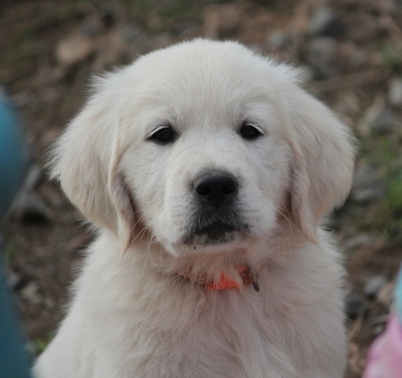 Petit mâle Golden Retriever né le 12/07/2026 est proposé – vendu 1300 €.