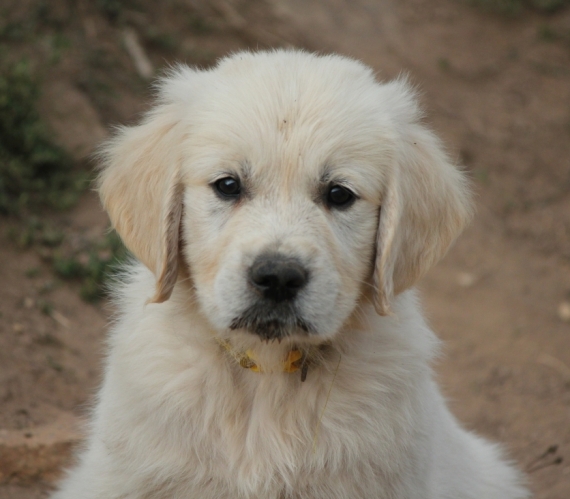 Petit mâle Golden Retriever né le 12/07/2026 est proposé – vendu 1300 €.