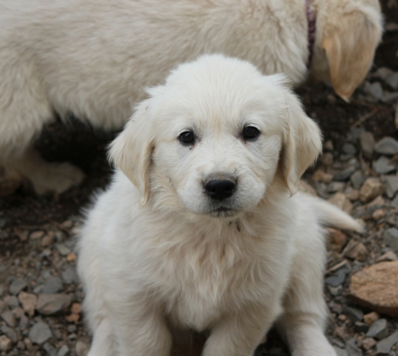 Petit mâle Golden Retriever né le 12/07/2026 est proposé – vendu 1300 €.