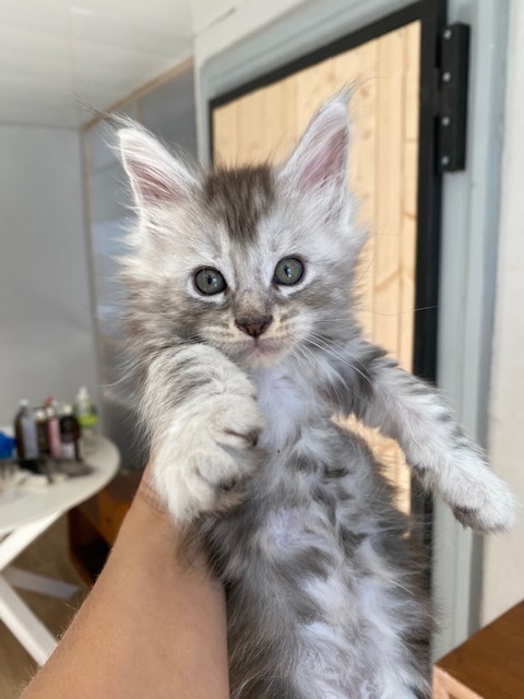 Petit mâle Maine Coon né le 25/07/2026 est proposé – vendu 1500 €.