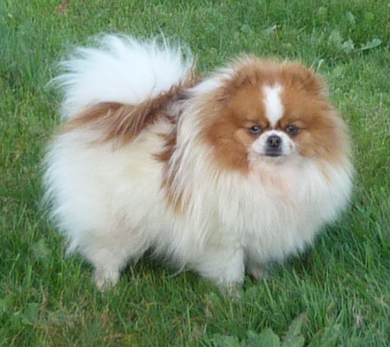Petit m�le  n� le 08/05/2026 est propos� � vendu 2200 �.