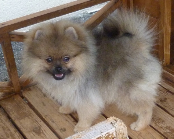 Petite femelle Spitz Allemand (Nain) n�e le 28/04/2026 est propos�e � vendue 1800 �.
