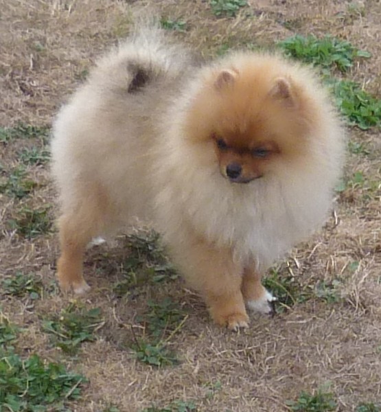 Petit m�le Spitz Allemand (Nain) n� le 08/05/2026 est propos� � vendu 2200 �.
