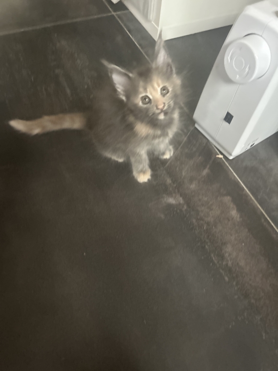 Petite femelle Maine Coon née le 27/07/2026 est proposée – vendue 1200 €.