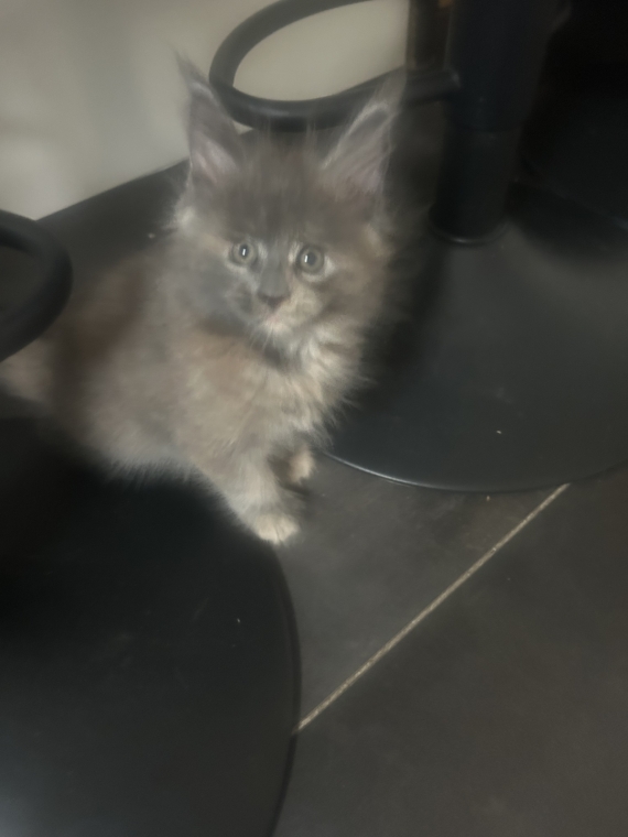 Petite femelle Maine Coon née le 27/07/2026 est proposée – vendue 1200 €.