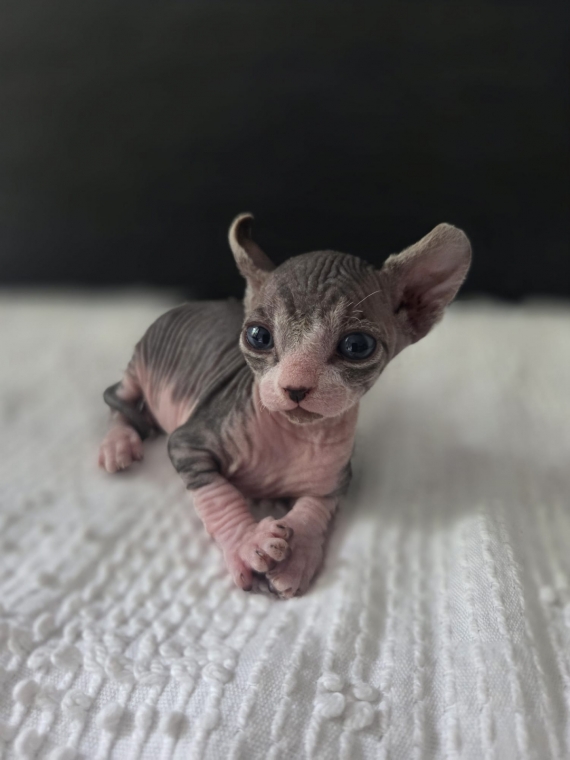 Petit mâle Sphynx né le 07/07/2026 est proposé – vendu 1400 €.