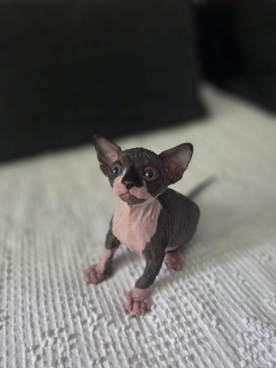 Petit mâle Sphynx né le 07/07/2026 est proposé – vendu 1400 €.