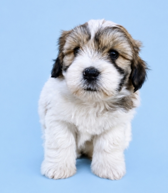 Petit mâle Coton de Tulear né le 14/07/2026 est proposé – vendu 1200 €.