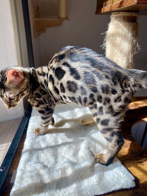 Petite femelle Bengal née le 09/04/2026 est proposée – vendue 1100 €.
