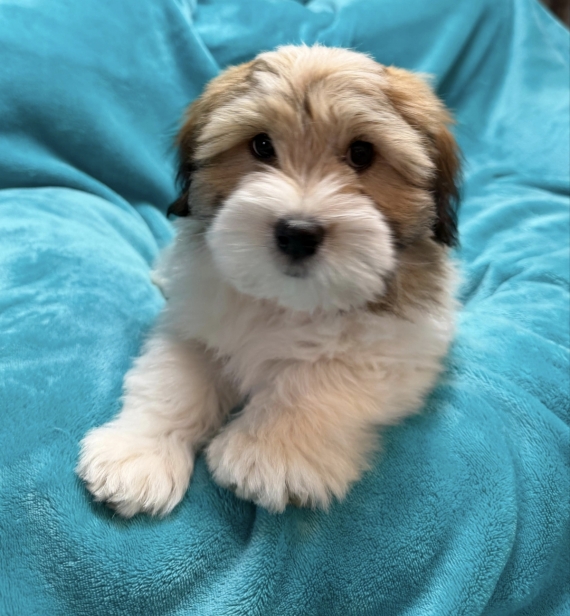 Petit mâle Coton de Tulear né le 14/07/2026 est proposé – vendu 1200 €.